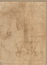 Bovenste Helft van Skelet van Achteren, vroege jaren 1540