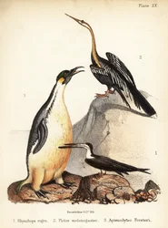 Zwarte schaarbek, oostelijke slangenhalsvogel en keizerspinguïn. 1855