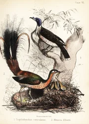 Friarbird en liervogel