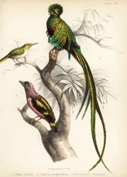 Jamaicaanse tody, schitterende quetzal en gebandeerde breedbek, 1855