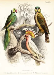 Kakapo, majoor Mitchells kaketoe en alexanderparkiet. 1855