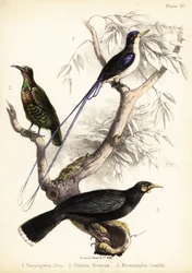Paradijsvogel, Victoria