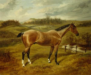 Een Roan jager in een landschap