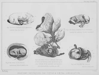 Anatomie, zwangerschap, de foetus en foetale circulatie