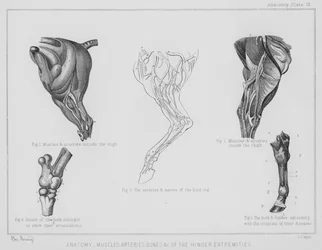 Anatomie, spieren, slagaders, botten enz. van de achterste ledematen