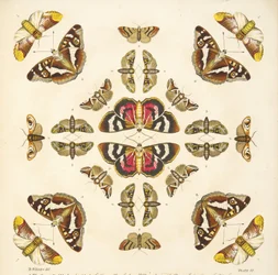 Detail (plaat VI) uit Een Zeldzame Afbeelding van Vlinders en Motten, uitgegeven 1764