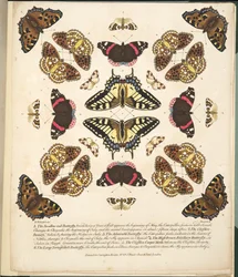 Plaat II uit Een Zeldzame Afbeelding van Vlinders en Motten, uitgegeven 1764