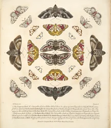 Plaat IV uit Een Zeldzame Afbeelding van Vlinders en Motten, uitgegeven 1764