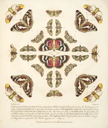 Plaat VI, uit Een zeldzame afbeelding van vlinders en motten, uitgegeven 1764 (handgekleurde gravure)