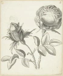 Twee rozen