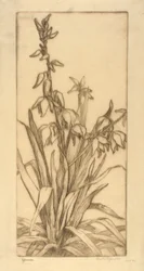 Yucca
