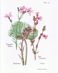 Groot hoefblad, koekoeksbloem, rode koekoeksbloem