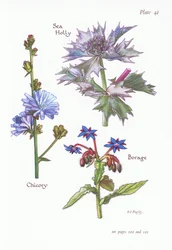 Cichorei of succorie, zeehulst, borage