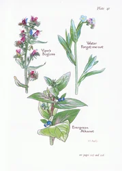 Evergreen alkanet, slangenkruid, water vergeet-me-niet
