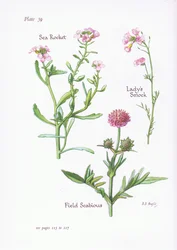 Pinksterbloem of koekoeksbloem, veldscabiosa, zeeraket