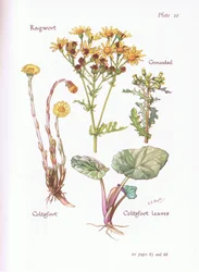 Jacobskruiskruid, Klein Kruiskruid, Klein Hoefblad