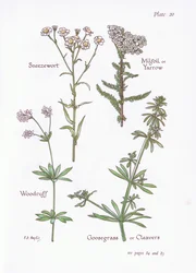Duizendblad, Walstro, Kleefkruid