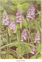 Gevlekte Orchis