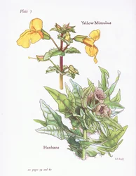 Gele Maskerbloem, Bilzenkruid