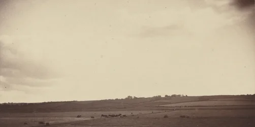 Gezicht op velden met koeien,jaren 1850-1860 (foto)
