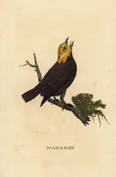 Goudkopmanakin, Ceratopipra erythrocephala