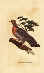 Holenduif, Columba oenas