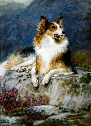 Collie in een landschap