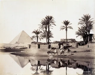 Kamelen drinken aan de voet van de piramides van Egypte - foto door de Zangali broers, eind 19e eeuw