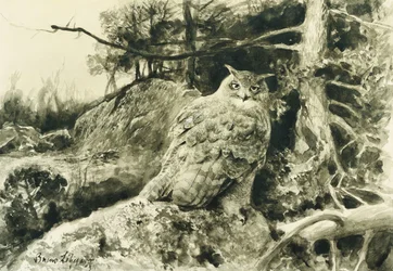 Berguil (Oehoe) Bubo Bubo