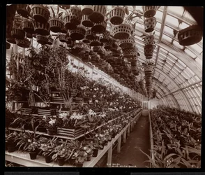 Orchideeën in een kas op het Helen Gould landgoed (voormalige Jay Gould residentie) in Tarrytown, New York, 1894