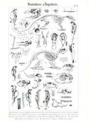 Anatomische illustratie van buideldieren en knaagdieren