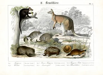 Australische buideldieren en monotremen
