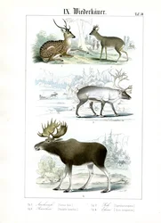 Reeënsoorten uit verschillende habitats