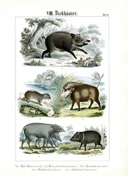 Vijf soorten varkens en hun verwanten