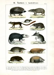 Insectenetende zoogdieren