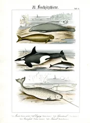 Zeezoogdieren en hun anatomische kenmerken