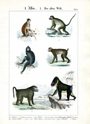 Meer apensoorten van de Oude Wereld