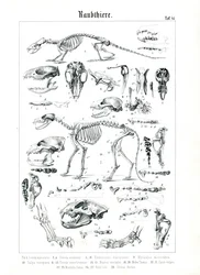 Skeletten en schedels van carnivoren