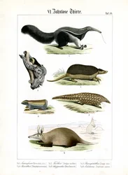 Tandeloze dieren: Miereneter, luiaard en gordeldieren