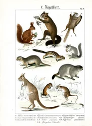 Verschillende soorten knaagdieren uit Europa en Amerika