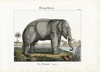Afrikaanse olifant