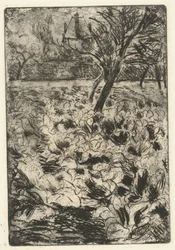 Het knollenveld