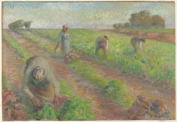 De Bietenoogst (La Récolte des betteraves), 1881