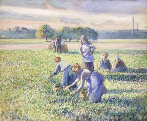 De erwtenoogst, 1887