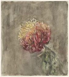 Rode chrysant