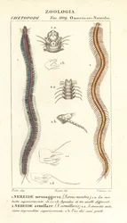 Bar-tandige nereid, Perinereis nuntia en nereid, Syllis armillaris