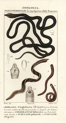Snoerworm, Lineus longissimus 1, Borlasia angliae 1, slurfworm, Cerebratulus bilineatus 2, Cerebratulus bilineatus 2, lintworm, Tubulanus polimorphus 3, Tubulanus elegans 4