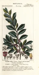 Chinese iep of kantbast iep, Ulmus parvifolia, Ulmus chinensis, Olmo della China
