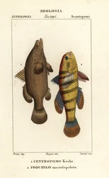 Nijlbaars, Lates niloticus, en slaper vis of grondel, Ophiocara macrolepidota