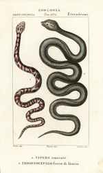 Ringhals cobra, Hemachatus haemachatus 1, en Martinique lanspuntslang, Bothrops lanceolatus 2